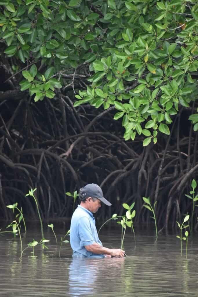 In celebration of the first Pista ng Kalikasan in Palawan: Culion Foundation Inc. in partnership with its LGU conducted the GForest Mangrove Planting activity in Culion, Palawan