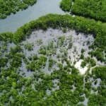 Photo from “Restoring Nature’s Guardians: Mangrove Rehabilitation in Sitio Ugnisan”, image 5