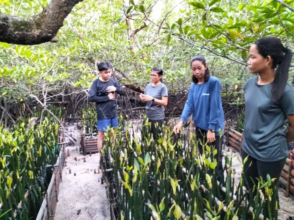 Revitalizing Coron’s Coastline: Evaluating Mangrove Restoration with Community Engagement