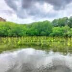 Photo from “Revitalizing Coron’s Coastline: Evaluating Mangrove Restoration with Community Engagement”, image 3