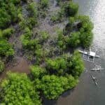 Photo from “Restoring Nature’s Guardians: Mangrove Rehabilitation in Sitio Ugnisan”, image 7