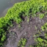 Photo from “Restoring Nature’s Guardians: Mangrove Rehabilitation in Sitio Ugnisan”, image 8