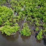 Photo from “Restoring Nature’s Guardians: Mangrove Rehabilitation in Sitio Ugnisan”, image 9