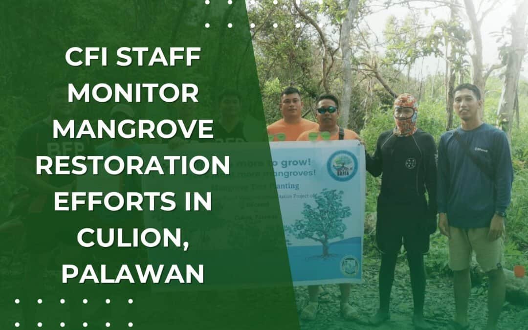 CFI Staff Monitor Mangrove Restoration Efforts in Culion, Palawan