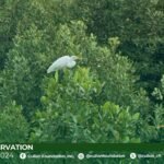 Photo from “CFI and ENF Collaborate on Ecological Site Assessments in El Nido for Sustainable Conservation”, image 8