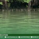 Photo from “CFI and ENF Collaborate on Ecological Site Assessments in El Nido for Sustainable Conservation”, image 9