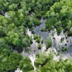 Photo from “CFI and Partners Monitor Mangrove Reforestation Progress in Coron, Palawan”, image 1