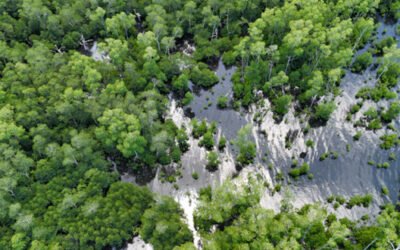 CFI and Partners Monitor Mangrove Reforestation Progress in Coron, Palawan