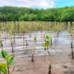 Photo from “CFI and Partners Monitor Mangrove Reforestation Progress in Coron, Palawan”, image 2