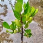 Photo from “CFI and Partners Monitor Mangrove Reforestation Progress in Coron, Palawan”, image 3