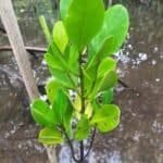 Photo from “CFI and Partners Monitor Mangrove Reforestation Progress in Coron, Palawan”, image 4