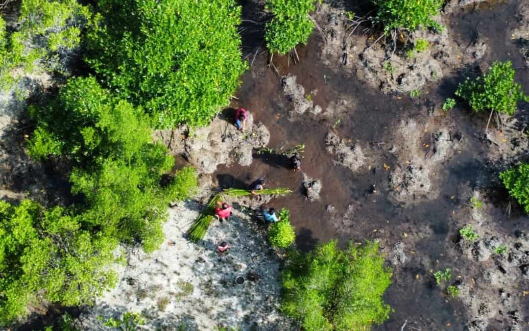 Greener 4Bs: Bakawan, Bulilit, Babae Tungo sa Luntiang Barangay ng Carabao sa Culion, Palawan project featured image